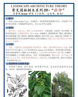 怎么种植杜仲