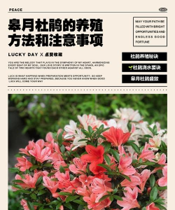 小众送妈妈的花有哪些花