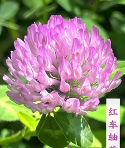 小众送妈妈的花有哪些花