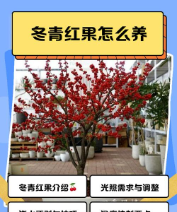 红果冬青的养殖方法和注意事项