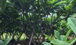 小众送妈妈的花有哪些花