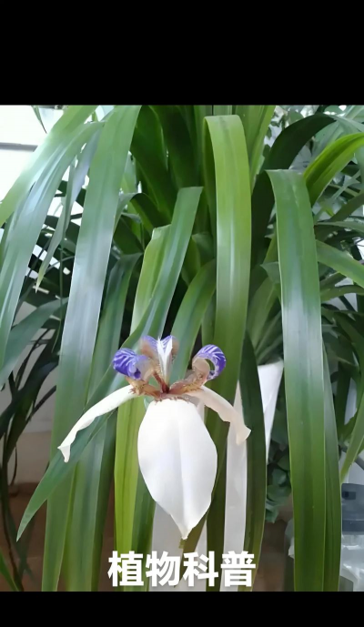 小众送妈妈的花有哪些花