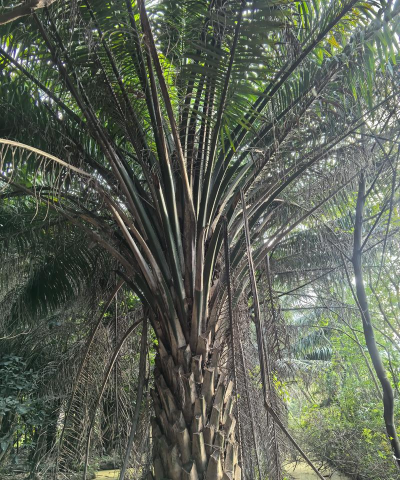 小众送妈妈的花有哪些花