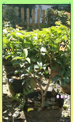 八月桂的养殖方法和注意事项