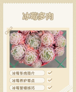 小众送妈妈的花有哪些花