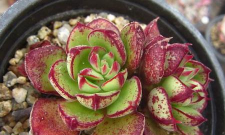 小众送妈妈的花有哪些花