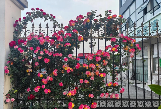 小众送妈妈的花有哪些花