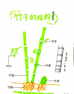 怎么种植竹节