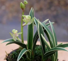 小众送妈妈的花有哪些花