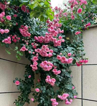 小众送妈妈的花有哪些花