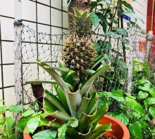 小众送妈妈的花有哪些花