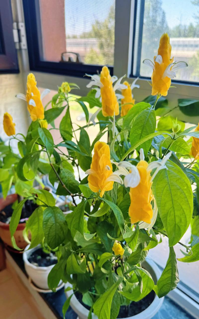 小众送妈妈的花有哪些花