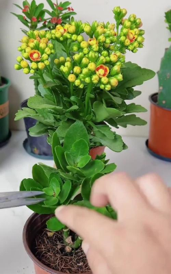 小众送妈妈的花有哪些花