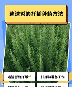 小众送妈妈的花有哪些花