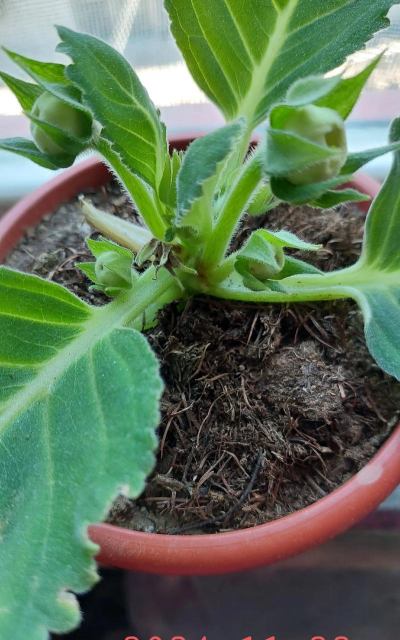 小众送妈妈的花有哪些花