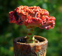 小众送妈妈的花有哪些花