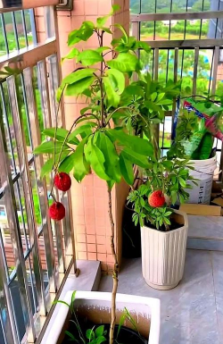 小众送妈妈的花有哪些花