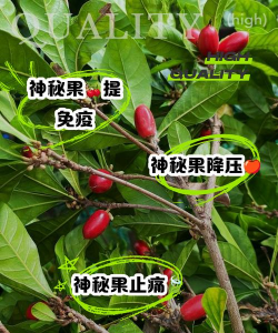 小众送妈妈的花有哪些花