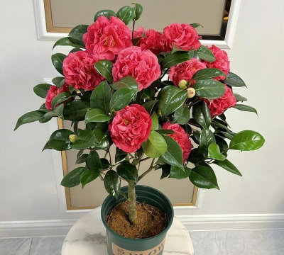 小众送妈妈的花有哪些花