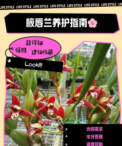 小众送妈妈的花有哪些花