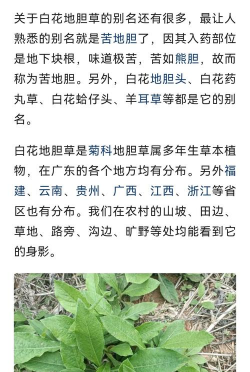 地胆草的养殖方法和注意事项