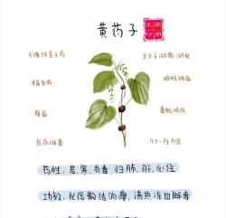 怎么种植黄药子