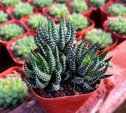 小众送妈妈的花有哪些花