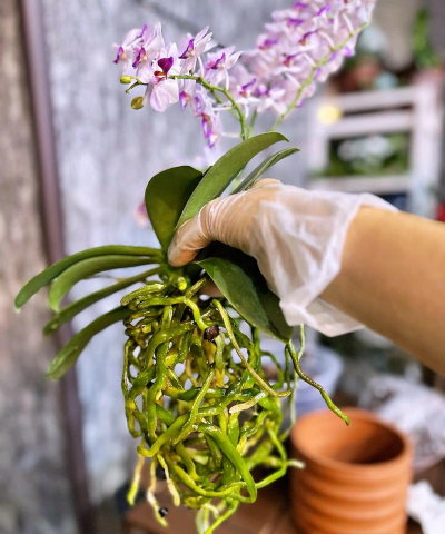 小众送妈妈的花有哪些花