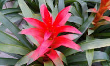 五彩红星的养殖方法和注意事项