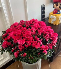 这5种花种家里，连买药钱都省了！