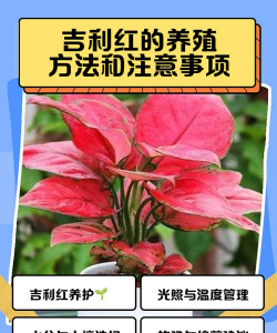 小众送妈妈的花有哪些花