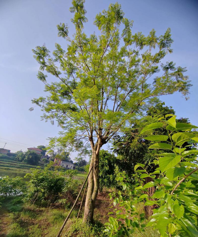 蓝花楹适宜什么温度