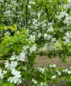 小众送妈妈的花有哪些花