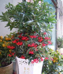 小众送妈妈的花有哪些花