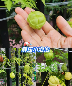 小众送妈妈的花有哪些花