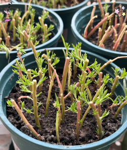 小众送妈妈的花有哪些花