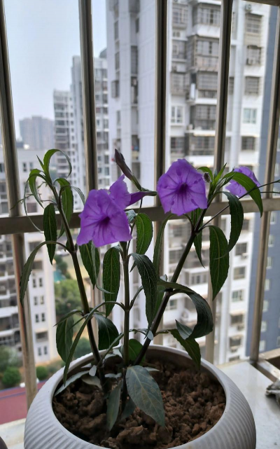 小众送妈妈的花有哪些花