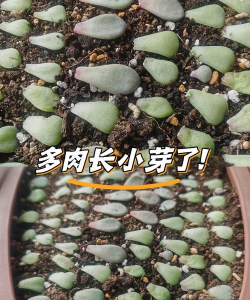 小众送妈妈的花有哪些花