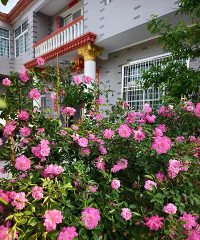 谁说没院子不能养花这8种小型月季，种1棵爆满阳台！