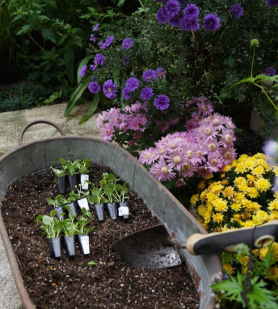 小众送妈妈的花有哪些花