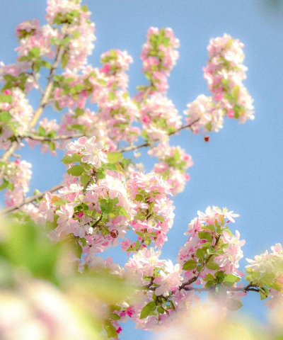 小众送妈妈的花有哪些花