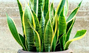 小众送妈妈的花有哪些花