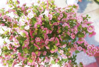 小众送妈妈的花有哪些花