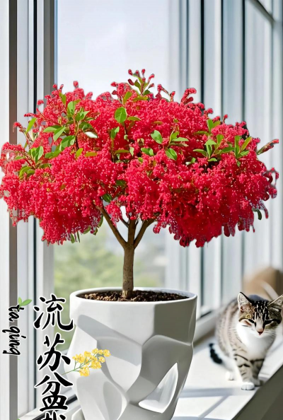 小众送妈妈的花有哪些花