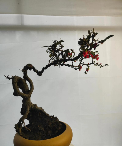 小众送妈妈的花有哪些花