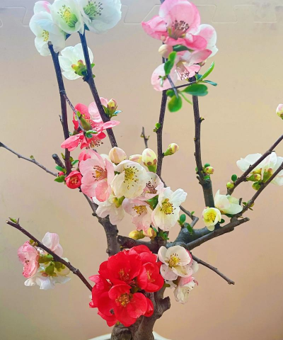 小众送妈妈的花有哪些花