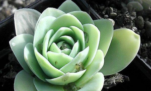 小众送妈妈的花有哪些花