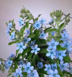 小众送妈妈的花有哪些花