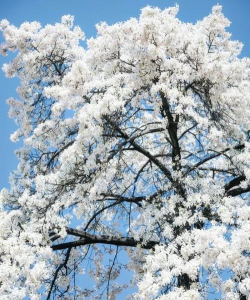 小众送妈妈的花有哪些花