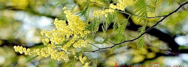 小众送妈妈的花有哪些花